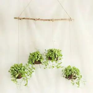 틸란드시아 디시디아 자작나무세트