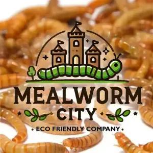 밀웜씨티_살아있는 밀웜 게코 도마뱀 먹이 생밀웜(중)