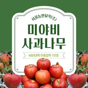서울농원묘목/미야비 부사 묘목 사과나무 접목1년생 M26대목 이중접목