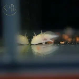 알비노 우파루파 (아홀로틀, 관상어, 열대어)