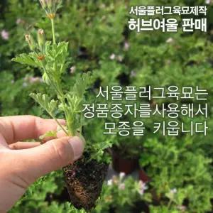 허브여울판매) (서울육묘생산 허브모종 5개 (구문초  모기퇴치) 로즈제라늄