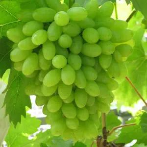 세기무핵 포도나무 씨 없는 청포도 -접목1년6개월포트묘 두개묶음  HK127