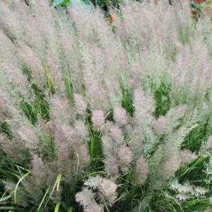 실새풀 새풀 (브라치트리차) 모종 4치포트 5개/그래스