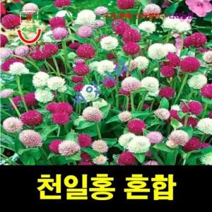 천일홍 씨앗 혼합 50립 (천일동안 변함없는 천일홍)