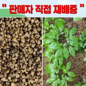 2025년11월 개갑씨앗 1kg 산양삼 인삼 장뇌삼씨앗 베란다 텃밭 재배 / 정직한사람들