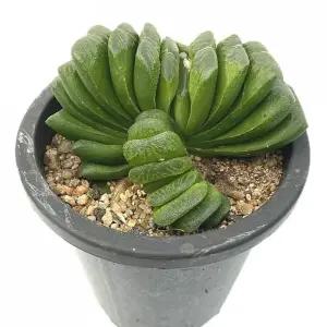 (13cm) 베하몰 실내 화초 - 그린 옥선 다육이/화분/미니/작은/식물/키우기/기르기/키트/거실/인테리어/소품