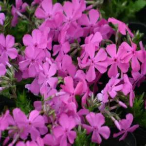 꽃잔디 홍설 드러먼즈 핑크 노지월동  다년생 모종- 3치포트-스무개셋트 BB039