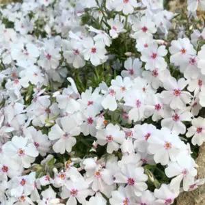 꽃잔디  흰색 (어메이징 그레이스) 노지월동 다년생 모종 -3치포트 스무개묶음  BB115