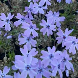 꽃잔디 (오킹턴 블루 아이스) 노지월동 다년생 / 3치 포트 스무개셋트  BB184