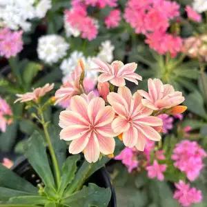 마이플랜트 레위시아 소형 2개 꽃모종 야생화 봄꽃 엘리스 믹스 엘리제 믹스