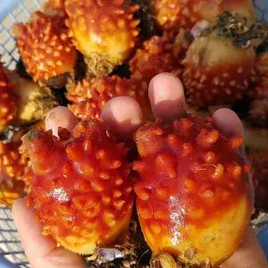 통영 꽃 멍게 3kg 30-40미 소짜 멍개 통영 멍게 3kg 활멍게 우렁쉥이 피멍게 제철 멍게 회