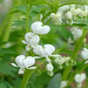 금낭화 알바(흰색) 2뿌리