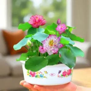 연꽃 키우기 꽃밭 정원 농장 연못 수생 식물 꽃씨 씨앗