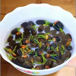 연꽃 키우기 꽃밭 정원 농장 연못 수생 식물 꽃씨 씨앗