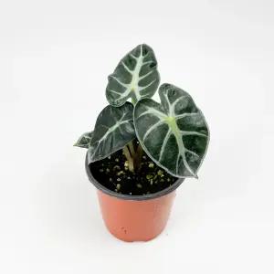 글라스가든 알로카시아 하트벌룬 소품 희귀 실내공기정화 키우기 쉬운 수경재배식물