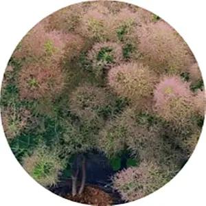 안개나무 Smoke tree 자엽안개나무 Cotinus coggygria 묘목 화분묘 영레이디 로얄퍼플 더스키메이드