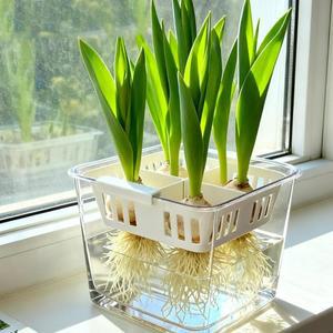 튤립 재배 키트 4홀 투명 아크릴 사각형 화분 간단한 뿌리 확인 강력하고 안정적인 바구니 구근 관리 실내