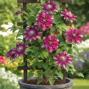 그루담다 클레마티스 으아리꽃 핫키세스 묘목 10cm 사각화분 포트