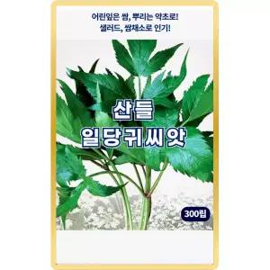 산들 일당귀 씨앗 300립 뿌리는 약초로 사용되는 인기 당귀씨 종자