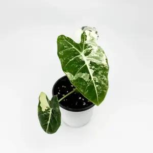 글라스가든 알로카시아 무늬 프라이덱 소품 바리에가타 실내공기정화 수경재배식물 키우기