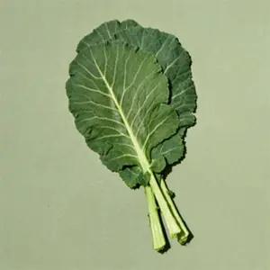 유쎌스토어 즙용 유기농 케일 1KG 케일즙용 캐일