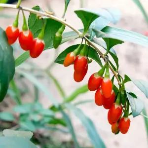 구기자 나무 묘목 4년생 (결실주) 유실수 특용수 약용수 과실수 정원수 조경수