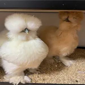 실키닭 분양 부화용 유정란 알 관상닭 애완닭