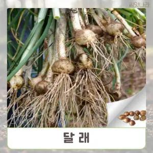 (씨앗나라) 달래 씨앗 300립