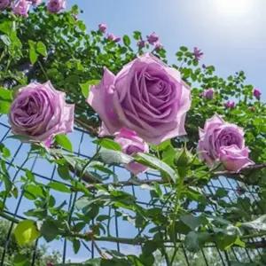 덩굴장미 아주비스-1포트(17cm)사계성