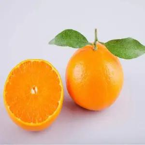 (신선채) A3X9J1D4 제주 천혜향 로얄과 3kg