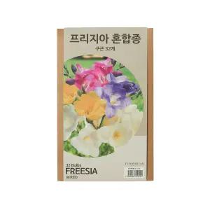 프리지아구근 코스트코구근 오래피는꽃 64개