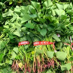 자연을담음 해남 고구마모종 10kg(고구마심기/ 씨앗심기) 도착일지정 가능