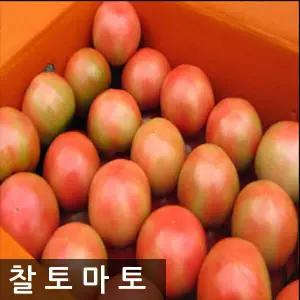 명품찰토마토 5kg(5번)소과 /한정특가 163719