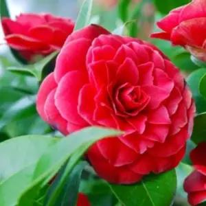 블랙로즈 동백나무 겨울꽃  개화주 야생화 정원 조경 화단 C03