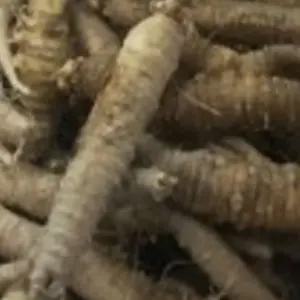 국산 더덕 사삼 씨 씨앗 작물 품종 산채 종자 3000립