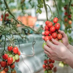 따마토 대추 방울토마토 대추토마토 로얄과 1.5kg 3kg
