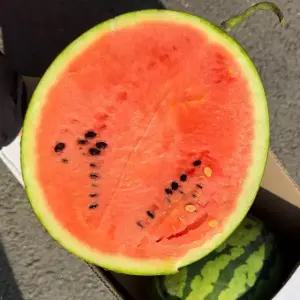 국내산 함안 겨울 하우스 수박 고당도 꿀 프리미엄 5kg, 1개