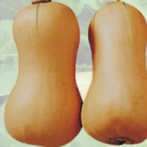 땅콩호박 식용 호박 씨 채소 열매 씨앗 종자 10립 땅콩호박씨 정원꾸미기