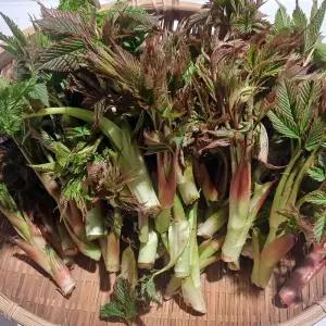 강원도 홍천 눈개승마 나물 2kg 강원도 눈개승마 삼나물 눈게승마 능개승마 눈개숭마