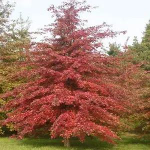 핀오크/대왕참나무 묘목 H120cm내외 뿌리묘10개