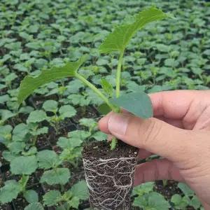 [하라네]애플참외 모종 5개 신품종 참외 키우기