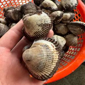 생물 큼직 돌꼬막 3kg(50미 내외)