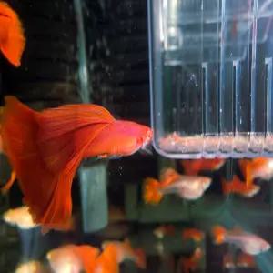 알풀 구피 3마리 알비노풀레드 입문용 암2수1