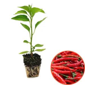 매운 베트남 고추 모종 4개 하늘 하늘초