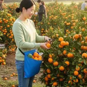 수확앞치마 채집 앞주머니 과일 야채 체험 농장 앞치마
