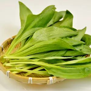 강원도 명이나물 대명이 2kg 산마늘