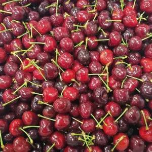 체리 500g 체리 생체리 과일 간식 선물