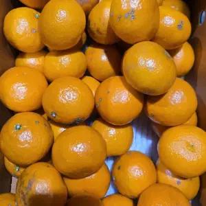 제주 가정용 못난이 카라향 혼합과 10kg 박스포함) [P]