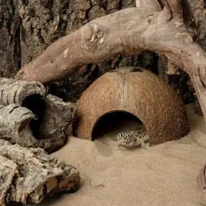 코코넛은신처 도마뱀은신처 파충류 사육장꾸미기 코코넛 은신처 -1개 A1