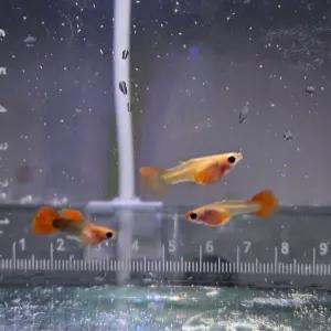 (아쿠아네스트) 크렌베리글라스벨리숏바디 고정구피(파이리) 암2수1 트리오